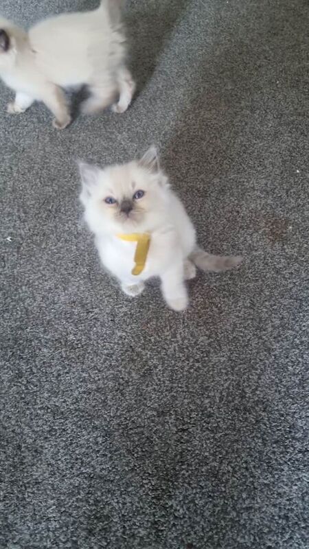 Ragdoll kittens - Image 3 of 3