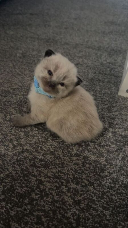 Ragdoll kittens