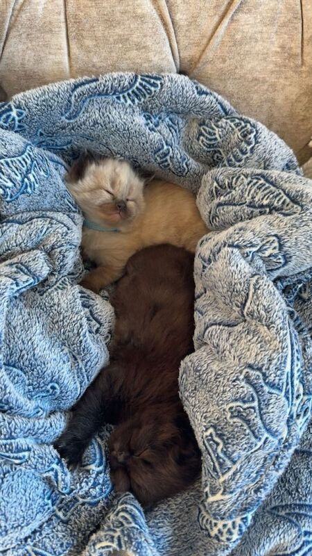 Ragdoll kittens - Image 2 of 6