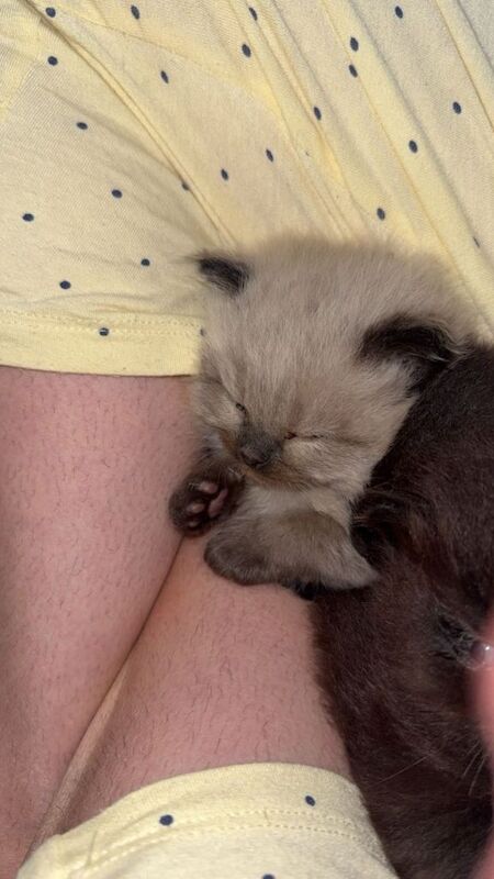 Ragdoll kittens - Image 3 of 6