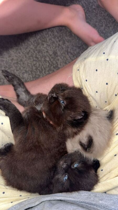 Ragdoll kittens - Image 4 of 6