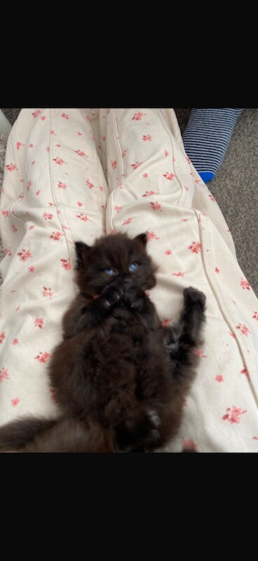 Ragdoll kittens - Image 5 of 6