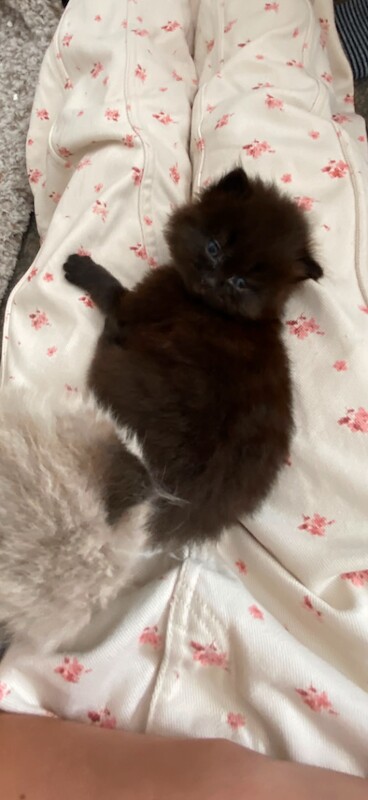 Ragdoll kittens - Image 6 of 6