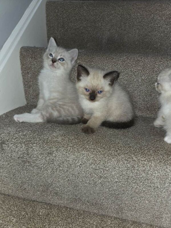 Ragdoll kittens