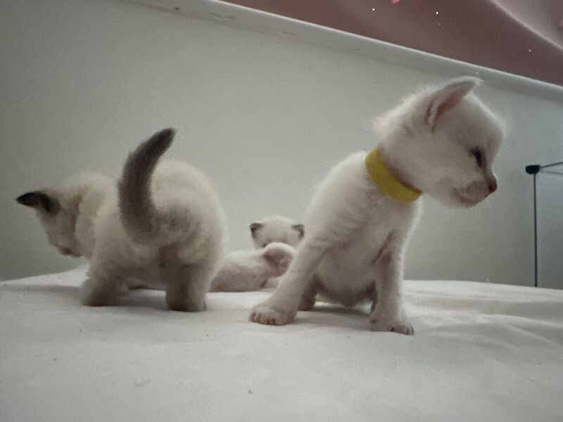 Ragdoll kittens