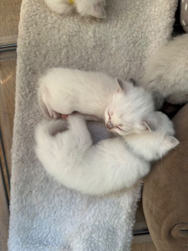 Ragdoll kittens - Image 4 of 15