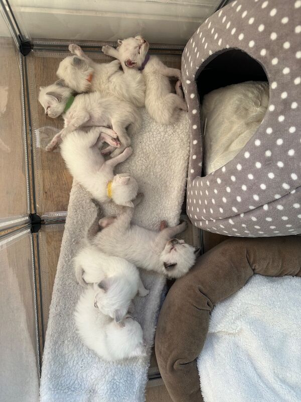 Ragdoll kittens - Image 7 of 15
