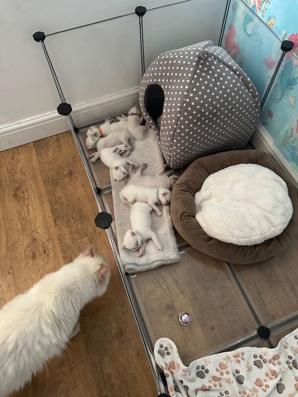 Ragdoll kittens - Image 8 of 15