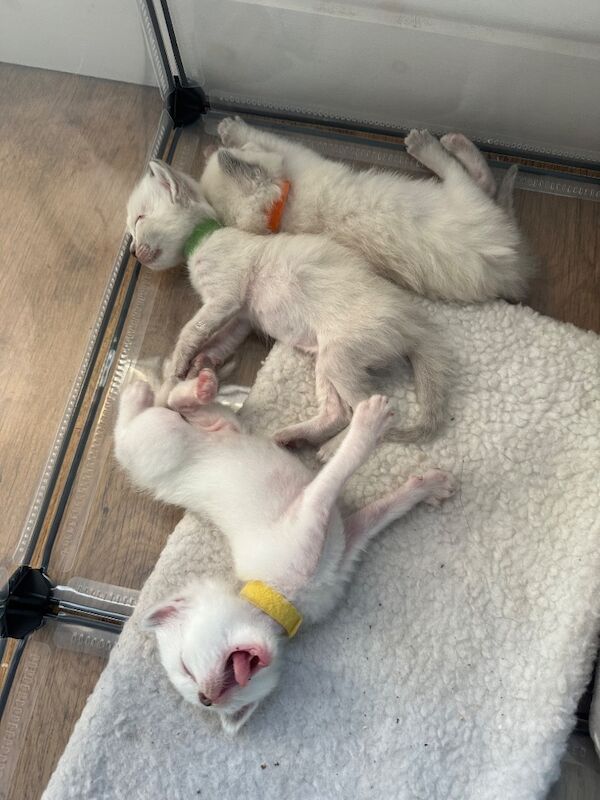 Ragdoll kittens - Image 10 of 15