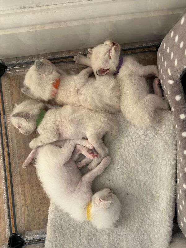Ragdoll kittens - Image 13 of 15