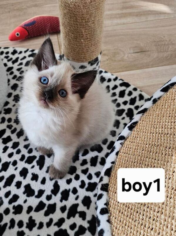 Ragdoll kittens