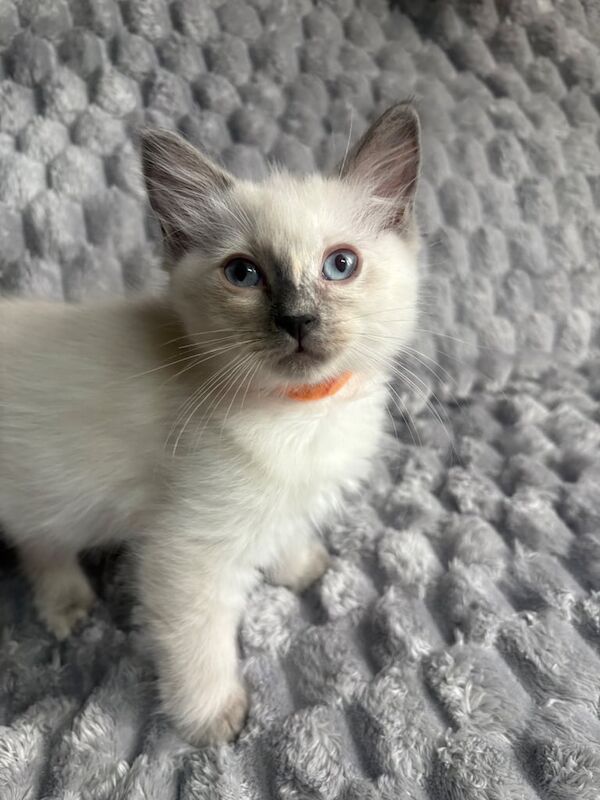 Ragdoll kittens for sale in Dartford, Kent – 9 weeks old