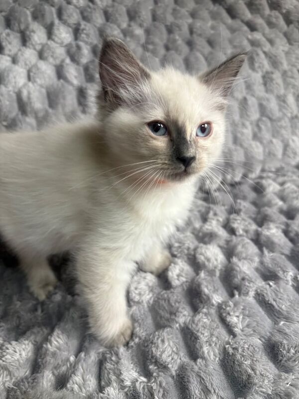 Ragdoll kittens for sale in Dartford, Kent – 9 weeks old - Image 2 of 3