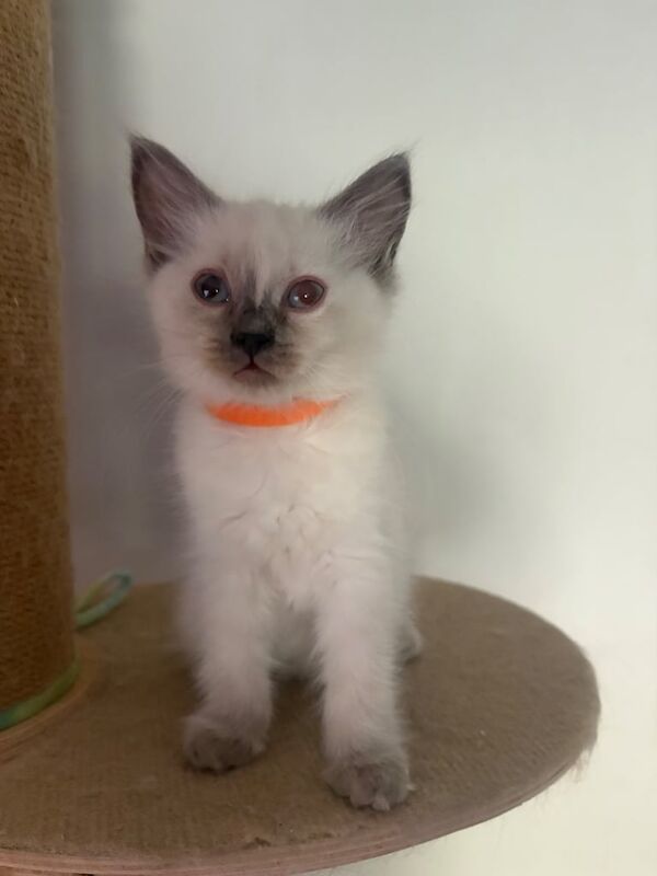 Ragdoll kittens for sale in Dartford, Kent – 9 weeks old - Image 3 of 3