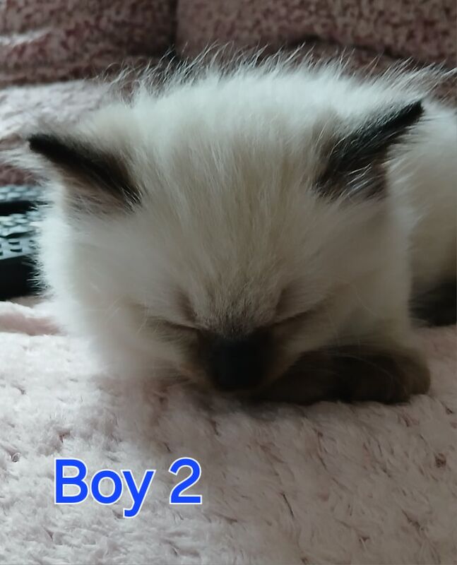 Ragdoll kittens for sale in Canterbury, Kent – 11 weeks old