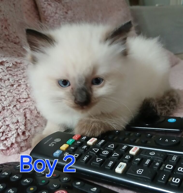 Ragdoll kittens for sale in Canterbury, Kent – 11 weeks old - Image 2 of 3