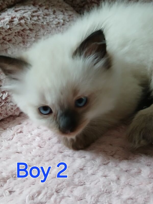 Ragdoll kittens for sale in Canterbury, Kent – 11 weeks old - Image 3 of 3