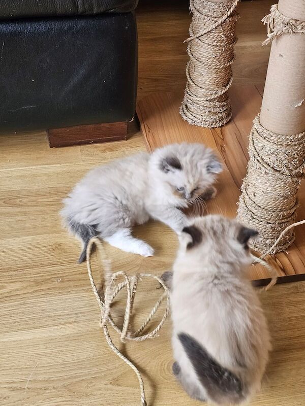 Ragdoll kittens, 4 beautiful females for sale in Sidcup, Greater London