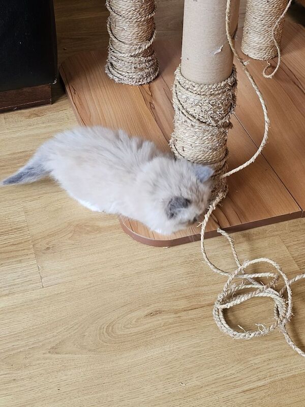 Ragdoll kittens, 4 beautiful females for sale in Sidcup, Greater London | Image 2