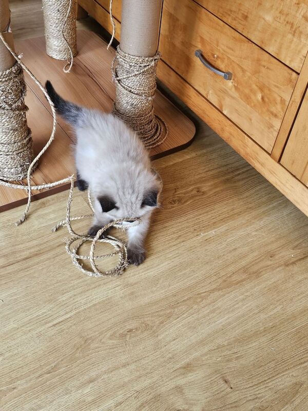 Ragdoll kittens, 4 beautiful females for sale in Sidcup, Greater London | Image 3