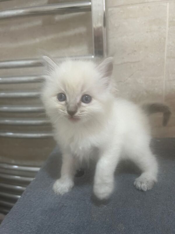Ragdoll Kittens 4 boys 1 girl. Lynx Tabby's & Blue Point for sale in Stanmore, Greater London