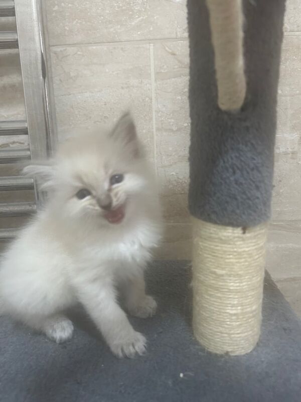 Ragdoll Kittens 4 boys 1 girl. Lynx Tabby's & Blue Point for sale in Stanmore, Greater London | Image 2