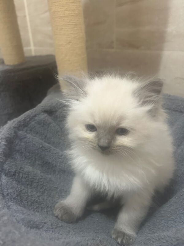 Ragdoll Kittens 4 boys 1 girl. Lynx Tabby's & Blue Point for sale in Stanmore, Greater London | Image 3