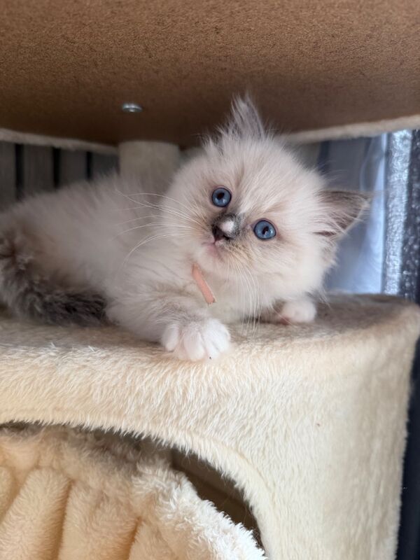 Ragdoll kittens