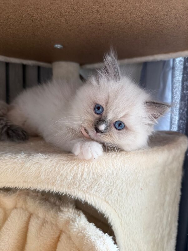 Ragdoll kittens - Image 2 of 7