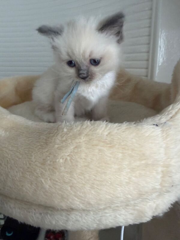 Ragdoll kittens - Image 3 of 7