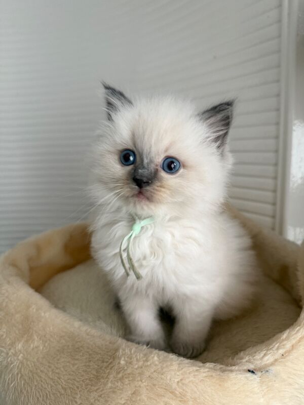 Ragdoll kittens - Image 4 of 7