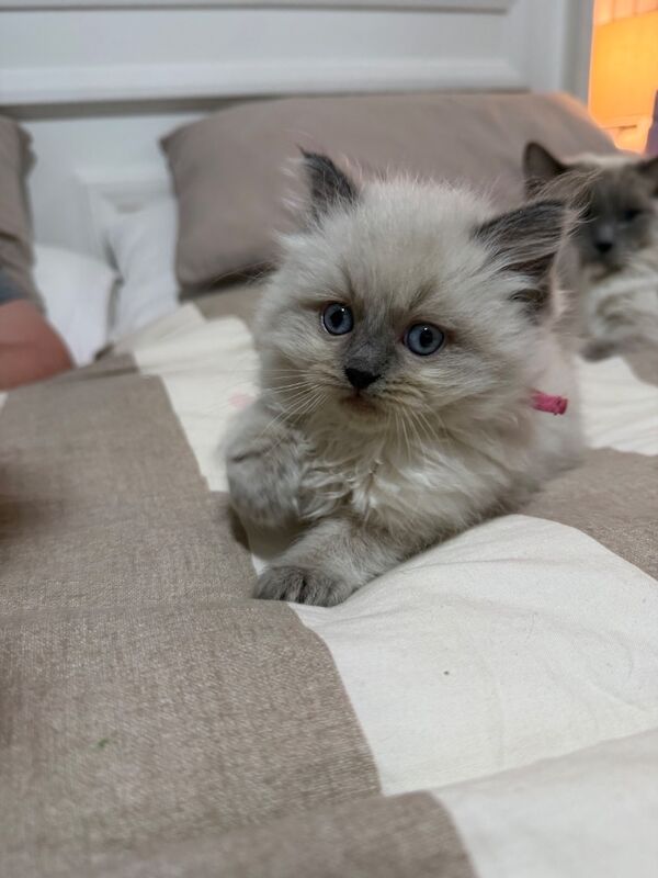 Ragdoll kittens - Image 5 of 7