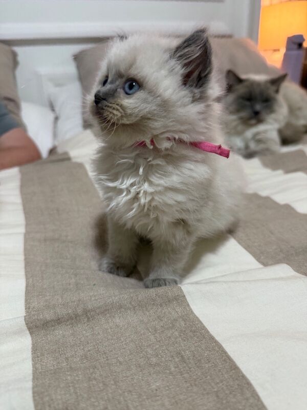 Ragdoll kittens - Image 6 of 7