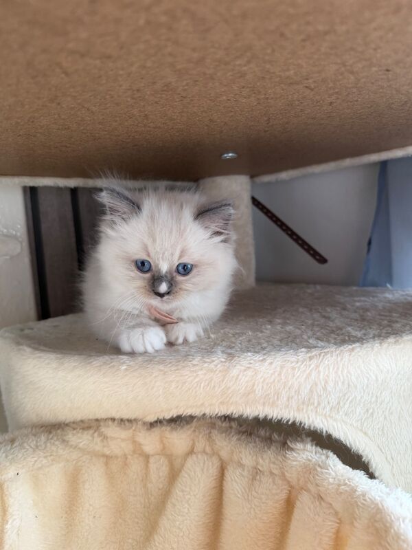 Ragdoll kittens - Image 7 of 7