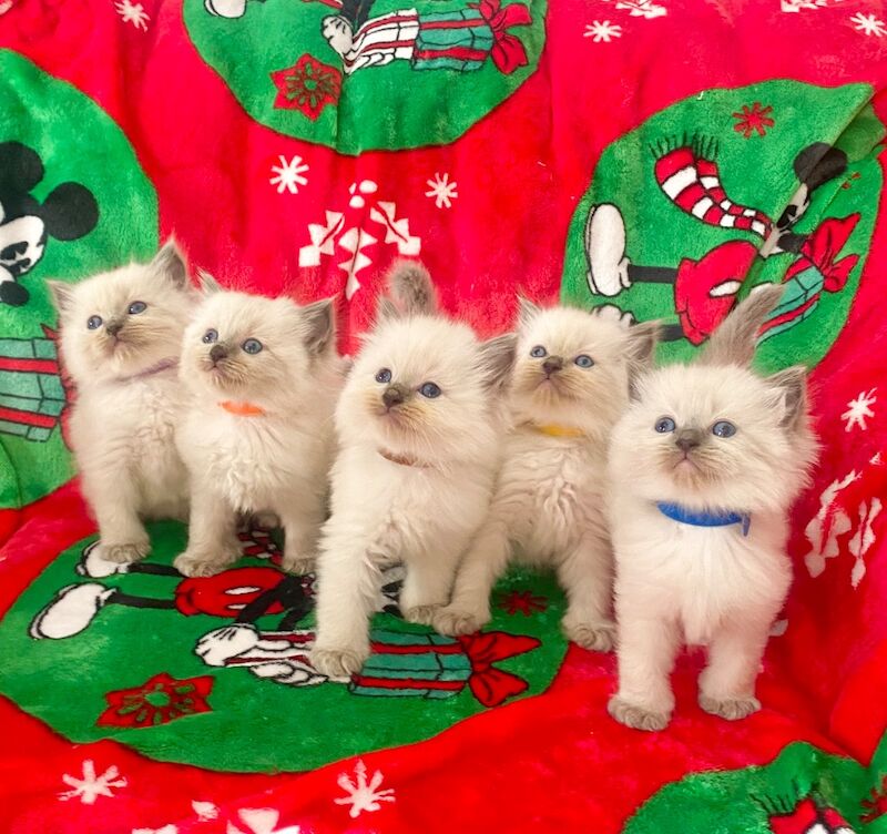 Ragdoll kittens