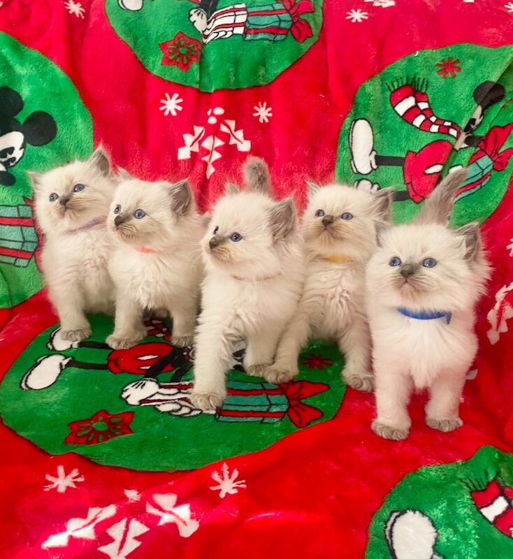 Ragdoll kittens - Image 2 of 14