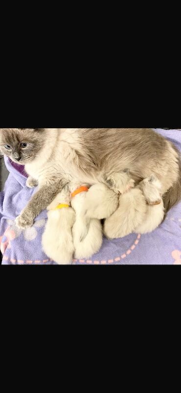 Ragdoll kittens - Image 3 of 14