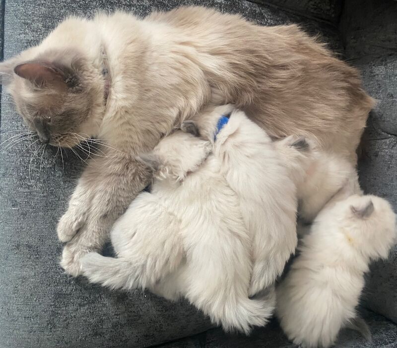 Ragdoll kittens - Image 4 of 14