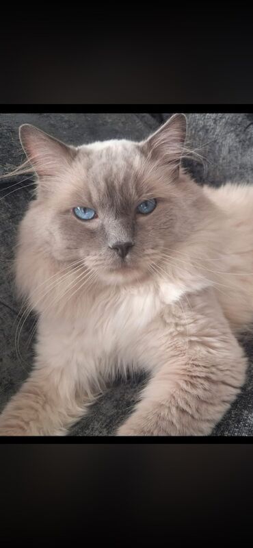 Ragdoll kittens - Image 5 of 14