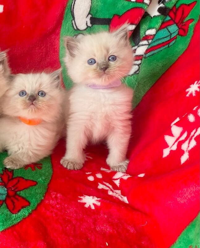 Ragdoll kittens - Image 6 of 14