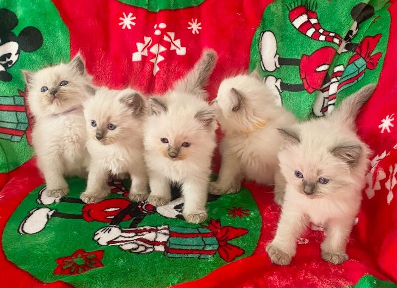 Ragdoll kittens - Image 7 of 14