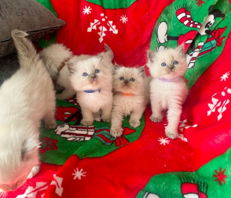 Ragdoll kittens - Image 8 of 14