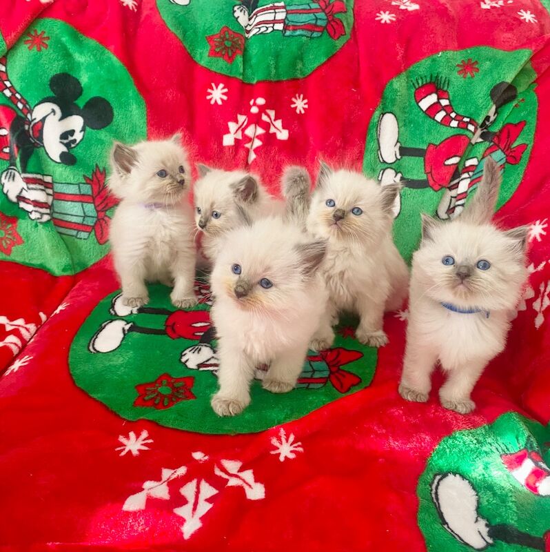 Ragdoll kittens - Image 9 of 14