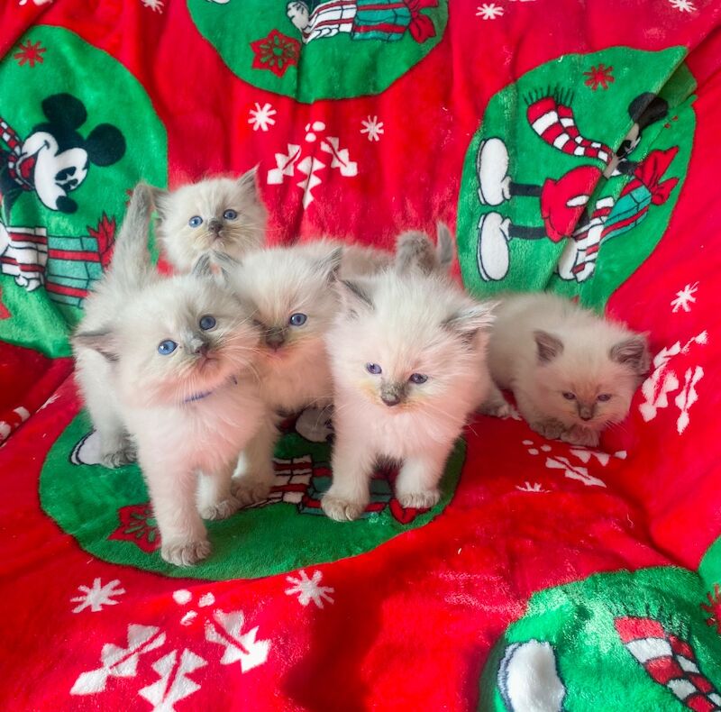 Ragdoll kittens - Image 10 of 14