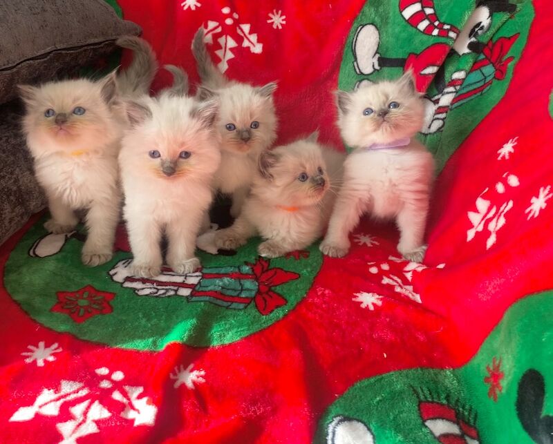 Ragdoll kittens - Image 11 of 14