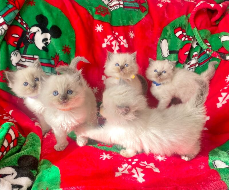 Ragdoll kittens - Image 12 of 14