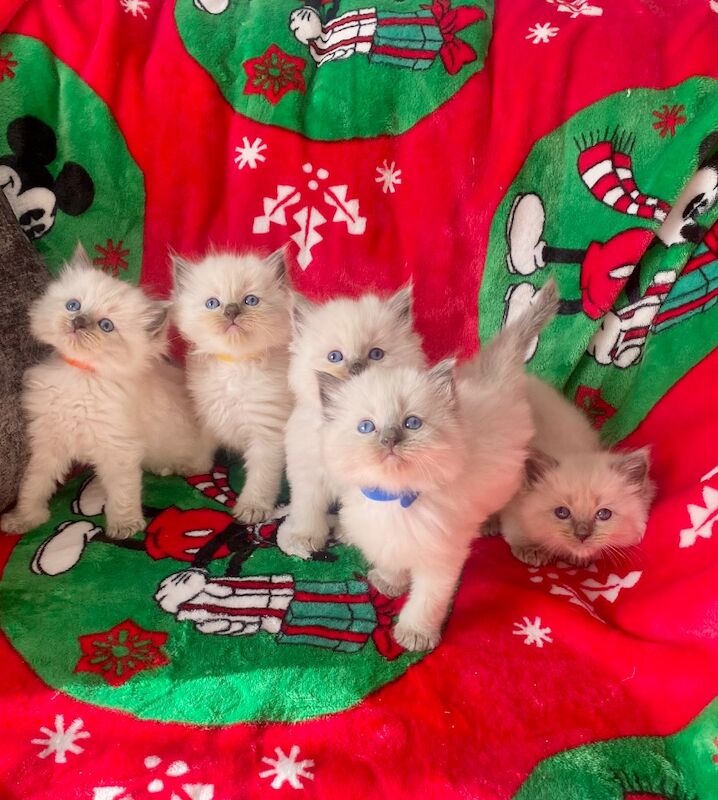 Ragdoll kittens - Image 13 of 14