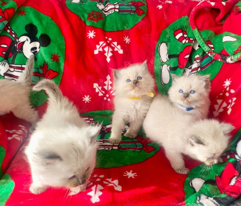 Ragdoll kittens - Image 14 of 14