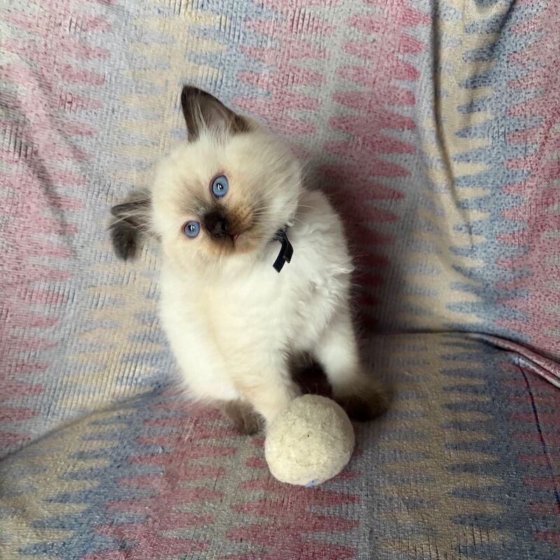 Ragdoll kittens