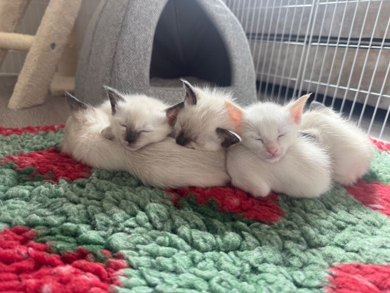 Ragdoll Kittens – 5 Girls Available